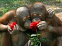 chimp-smell-roses.jpg